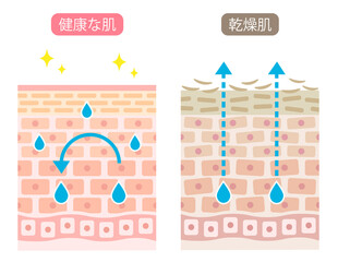 男性の肌構造(皮脂量と水分量)のバランスを解説する図解イメージ
